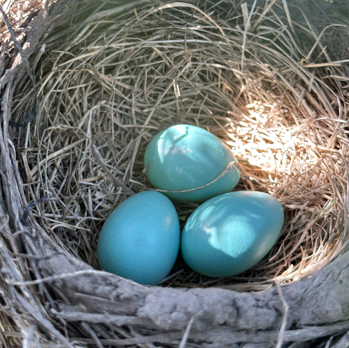 Mark E. Hauber tweet media