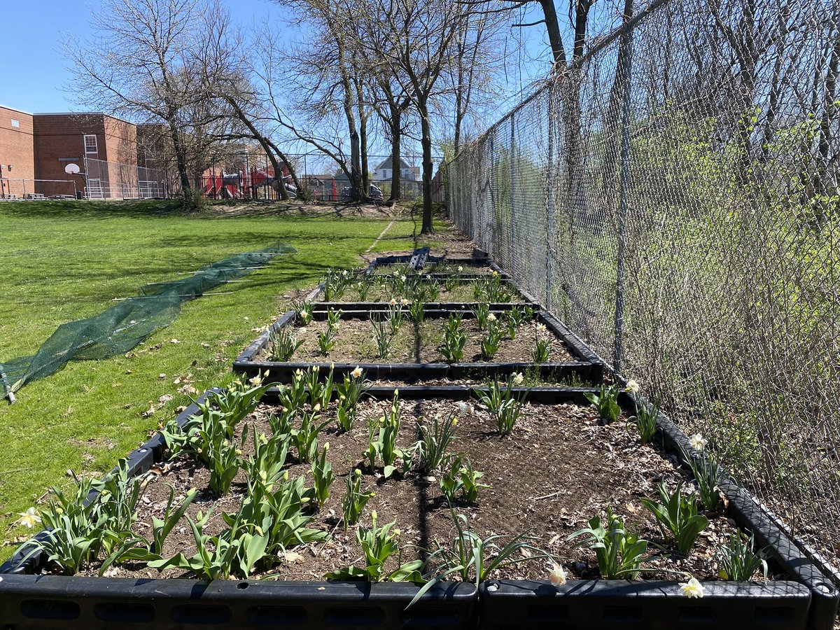 CurreyScience's tweet photo. Bulbs planted by all 1st-3rd graders are about to bloom! https://t.co/TV3h802NHW