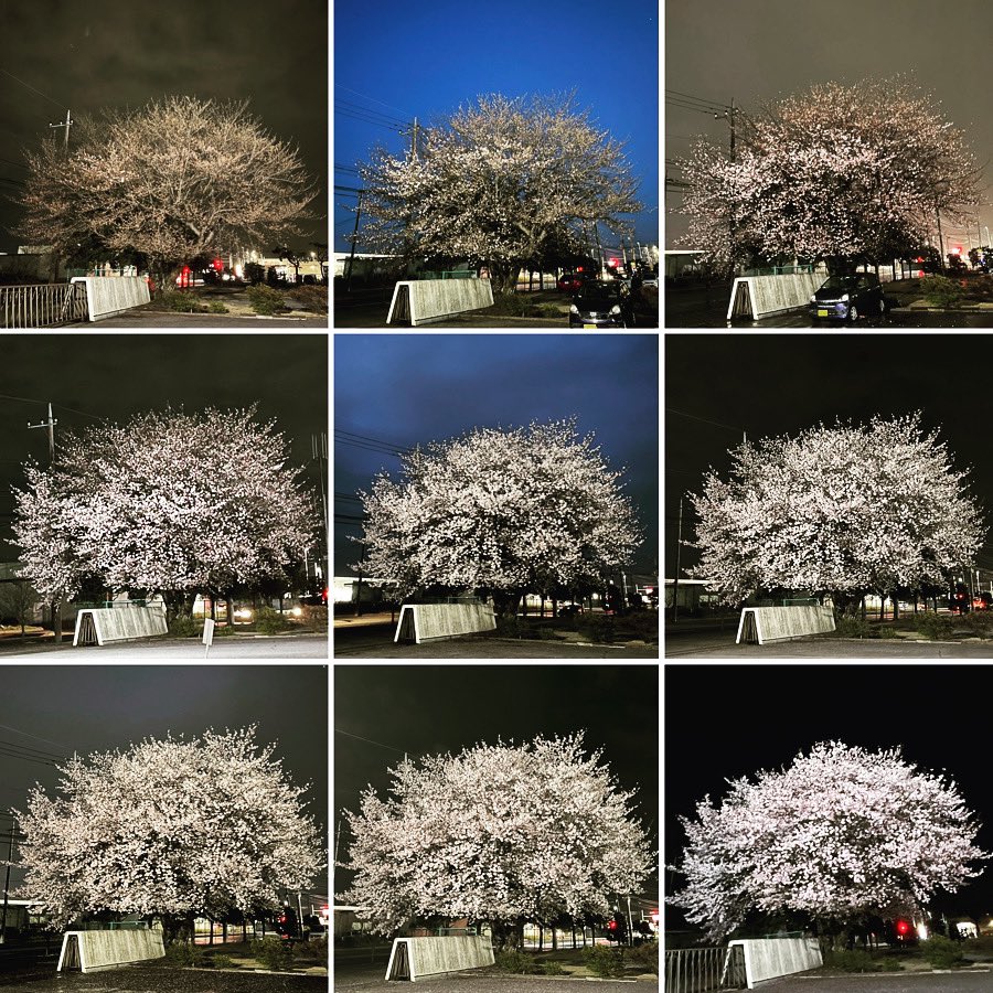 Magnum_Tb's tweet photo. 3月下旬。
おもちゃのまちの桜の開花、定点観測。
今年の桜は、早く長く咲いていて綺麗でしたよ。
#tochigi
#omochanomachi
#cherryblossom
#fixedpointobservation https://t.co/qNhjVXODLA