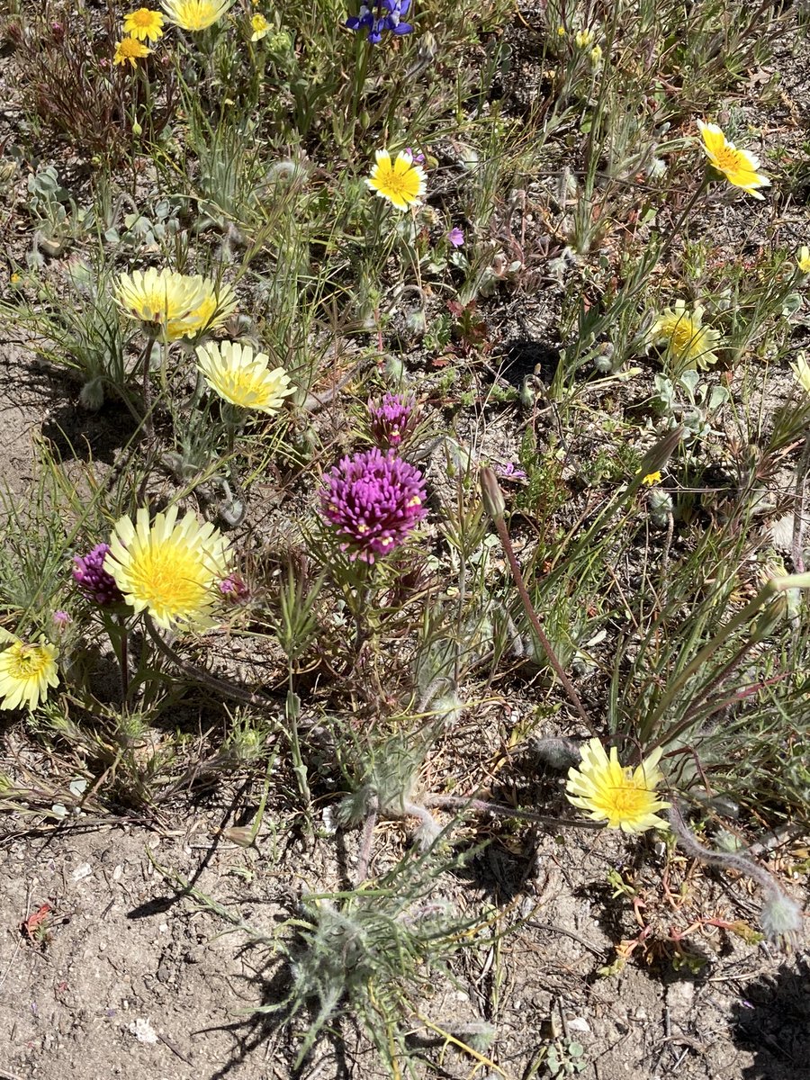 RetireesROAMING's tweet photo. California Bloomin #wildflowers #superbloom
#ShellCreekRoad https://t.co/hgZd8N6dwX