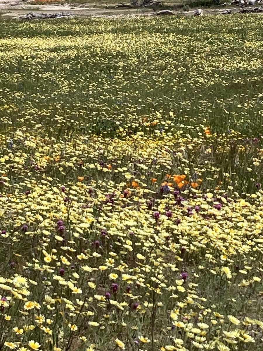 RetireesROAMING's tweet photo. California Bloomin #wildflowers #superbloom
#ShellCreekRoad https://t.co/hgZd8N6dwX