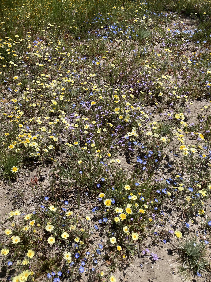 RetireesROAMING's tweet photo. California Bloomin #wildflowers #superbloom
#ShellCreekRoad https://t.co/hgZd8N6dwX