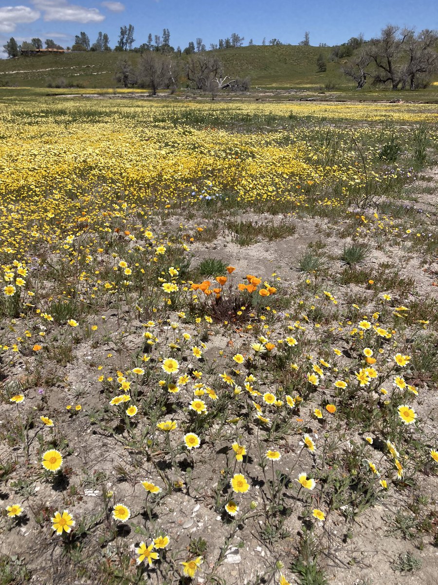 RetireesROAMING's tweet photo. California Bloomin #wildflowers #superbloom
#ShellCreekRoad https://t.co/hgZd8N6dwX