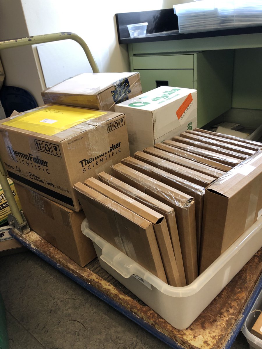 Megarhyssa's tweet photo. Itβs almost as busy as Santaβs workshop in lab as I package Diamondback moth and bertha monitoring supplies! #helpme2helpyou https://t.co/ZXrYTYdPoM
