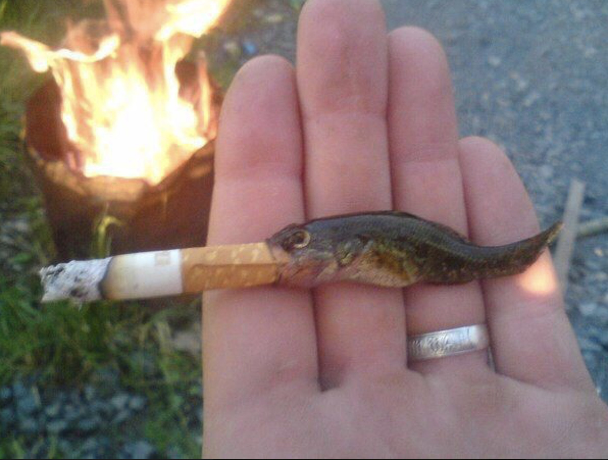 Рыба курит