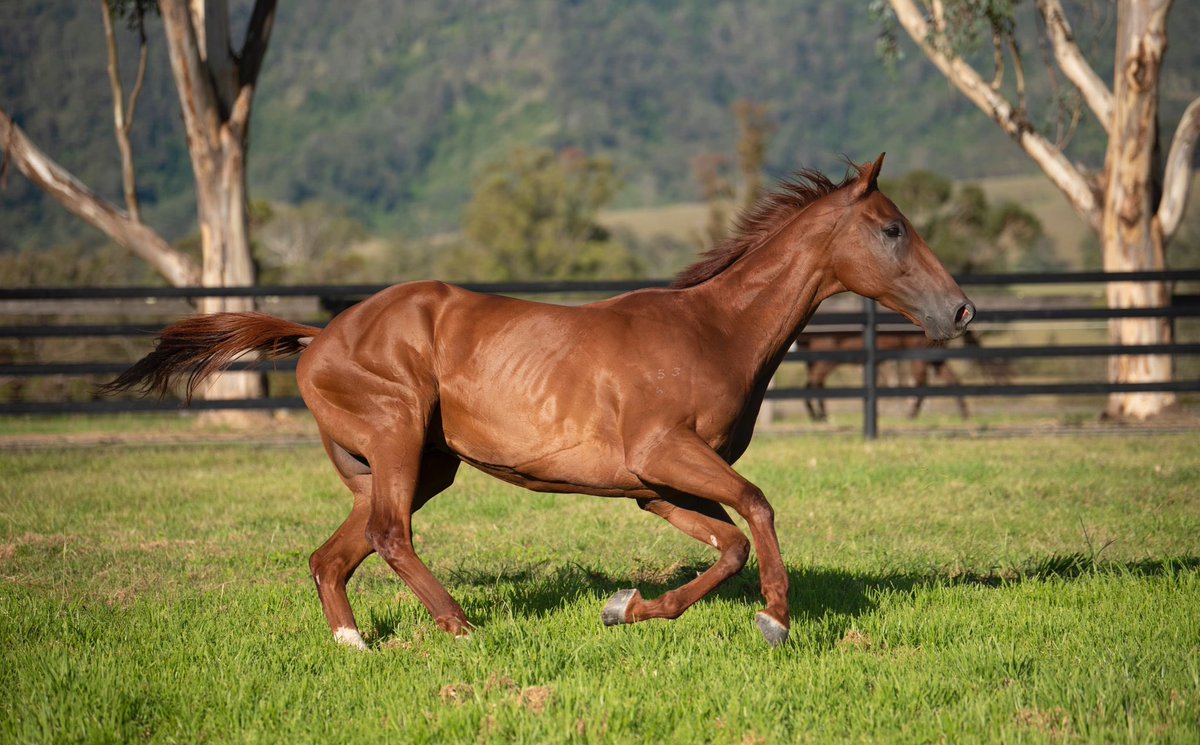 Chris Waller Racing tweet media