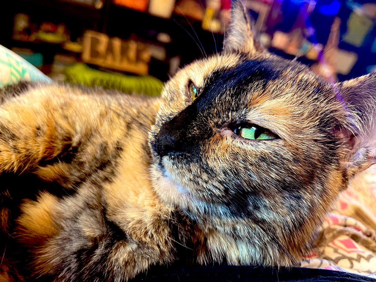 When the catnip kicks in… 😸

#CatsOfTwitter #CatsOnTwitter #thursdayvibes #cats 

Ollie never showed much interest in dry #catnip but he *LOVES* to snack on the occasional homegrwn/fresh ‘nip leaf/flower bud…

These “#edibles” hit HARD!