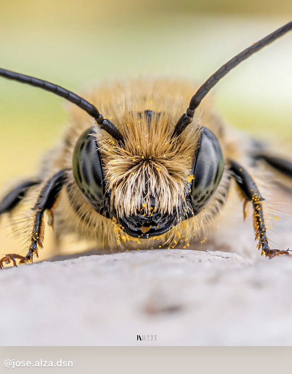 Insectguru's tweet photo. The Osmia rufa, also known as the red mason bee, is a solitary bee species known for its superb pollination skills. These bees create nests using mud and plant materials, creating a cozy home for their offspring. #osmiarufa #redmasonbee #solitarybee #pollinators https://t.co/gAm2C8jTjw