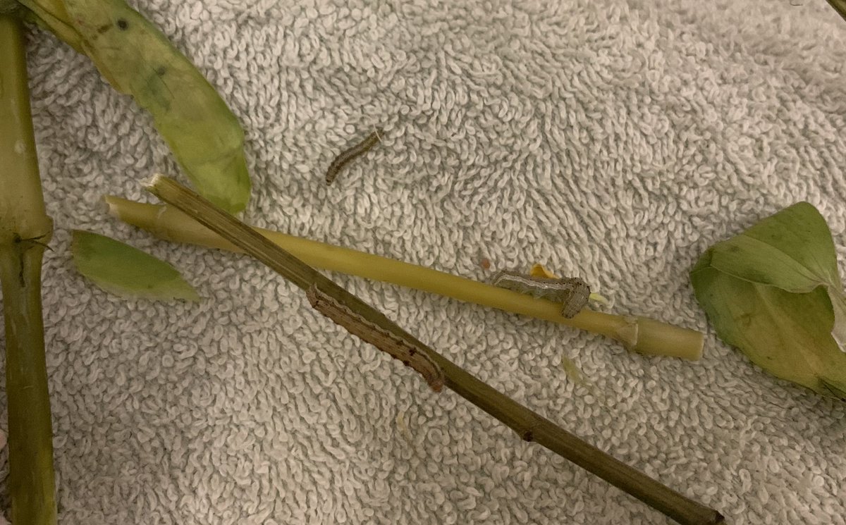 miclausem's tweet photo. The only downside of getting flowers are the caterpillars roaming around in your room 😭 https://t.co/zVSQURe2q9