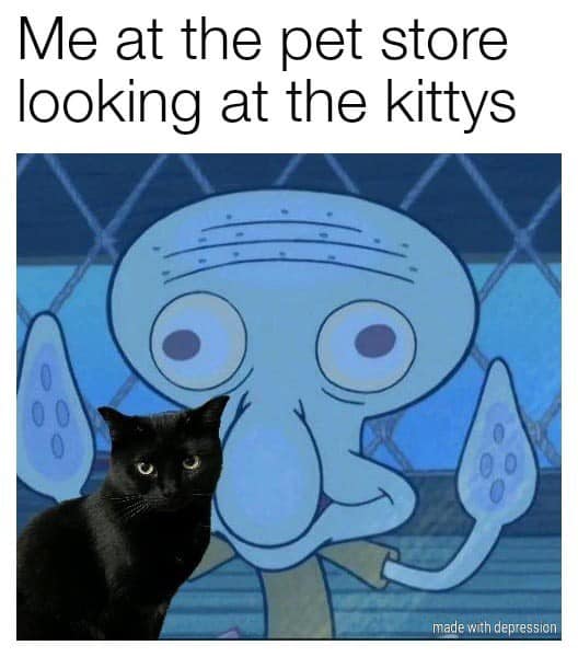 CATBRAINCELL's tweet image. 