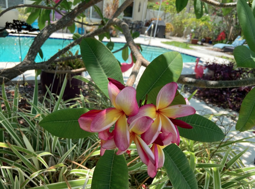 Gardens by the Sea &amp; Art in the Garden Tours PLUS American Stage opens latest production- RAGTIME! Find our Top 5 Weekend Events &amp; April Features in this week's e-newsletter at mailchi.mp/a7cc7fa368ae/t…