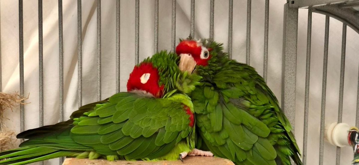 Wild Parrots of SF tweet media