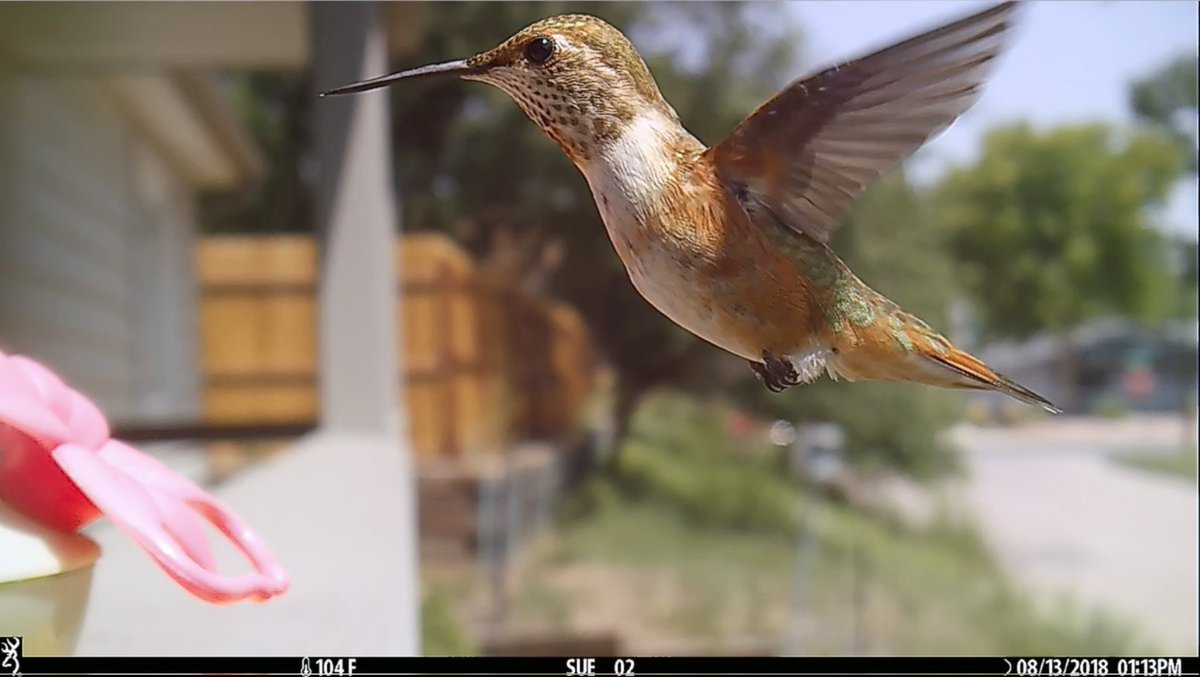 BrowningCams's tweet photo. Trigger speed and clarity are both on point in this great #browningcameras image of a hummingbird in flight!
Image: @CameraTrapSue
#TriggerSpeedThursday #youvegottoseethis #cameratrap #browning #trailcameras #gamecamera https://t.co/ybuIZsWMBC