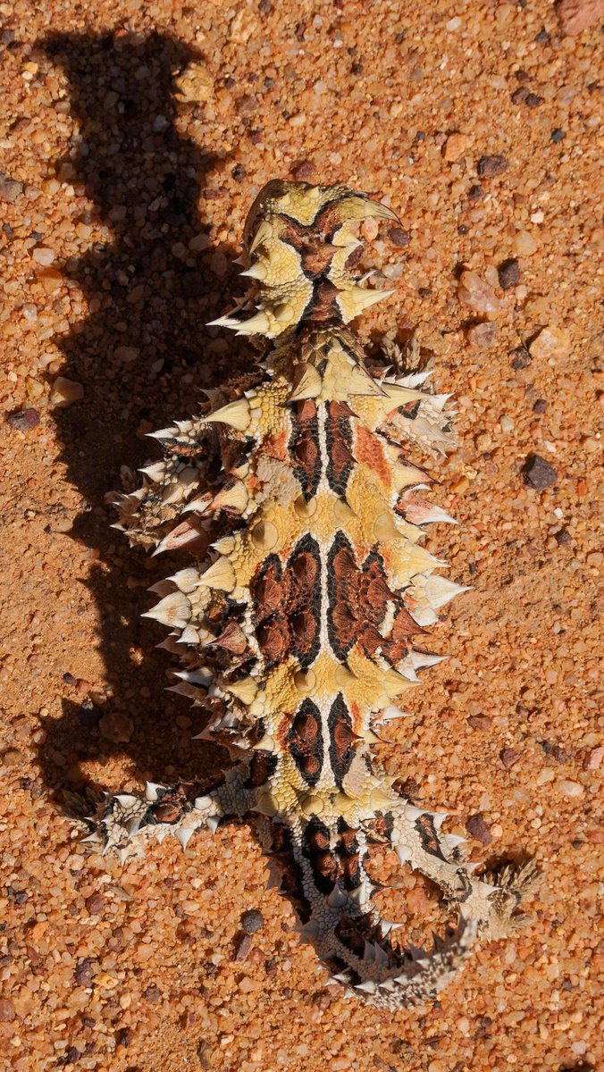 Devils? Now there's a thorny subject!
👿
A bird's eye view of a thorny devil (Moloch horridus) on Mt Gibson Sanctuary, Badimia Country.
#wildoz