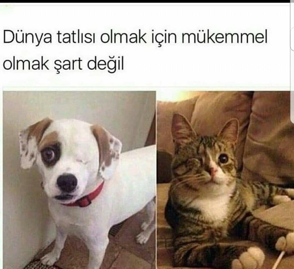 Haykodep (@haykodep) on Twitter photo 