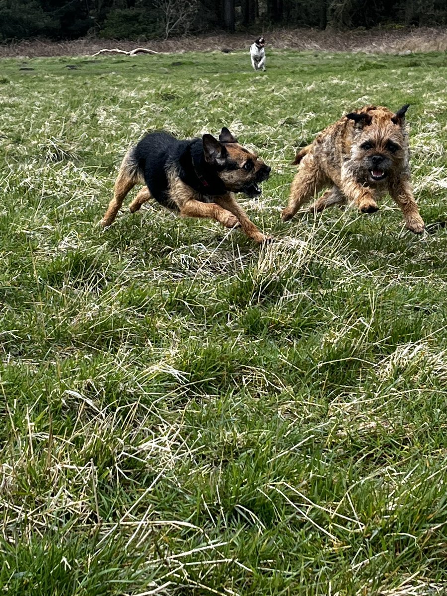 Nutters! #borderterrier #borderterriers 🐾♥️