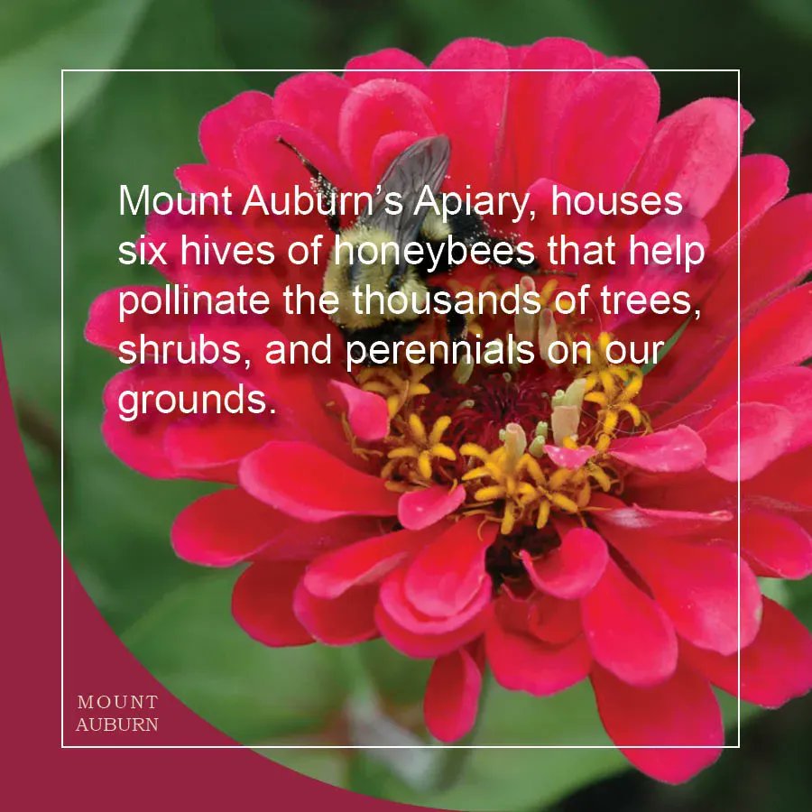 Did you Know Mount Auburn’s Apiary, houses six hives of honeybees that help pollinate the thousands of trees, shrubs, and perennials on our grounds? #polinators #savethebees