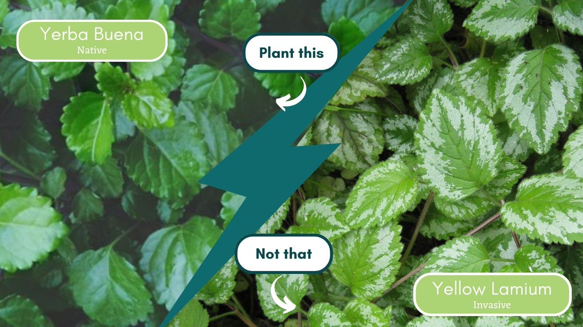 SSinvasives's tweet photo. Finding a low-maintenance, shade-loving low-growing plant is a bit like the quest for the Holy Grail.

Unfortunately, Yellow Lamium (Yellow Archangel) is NOT the solution to your plant selection problems!

Instead, try Yerba buena, native to BC.

#GrowMeInstead https://t.co/vkFVSrQTUa