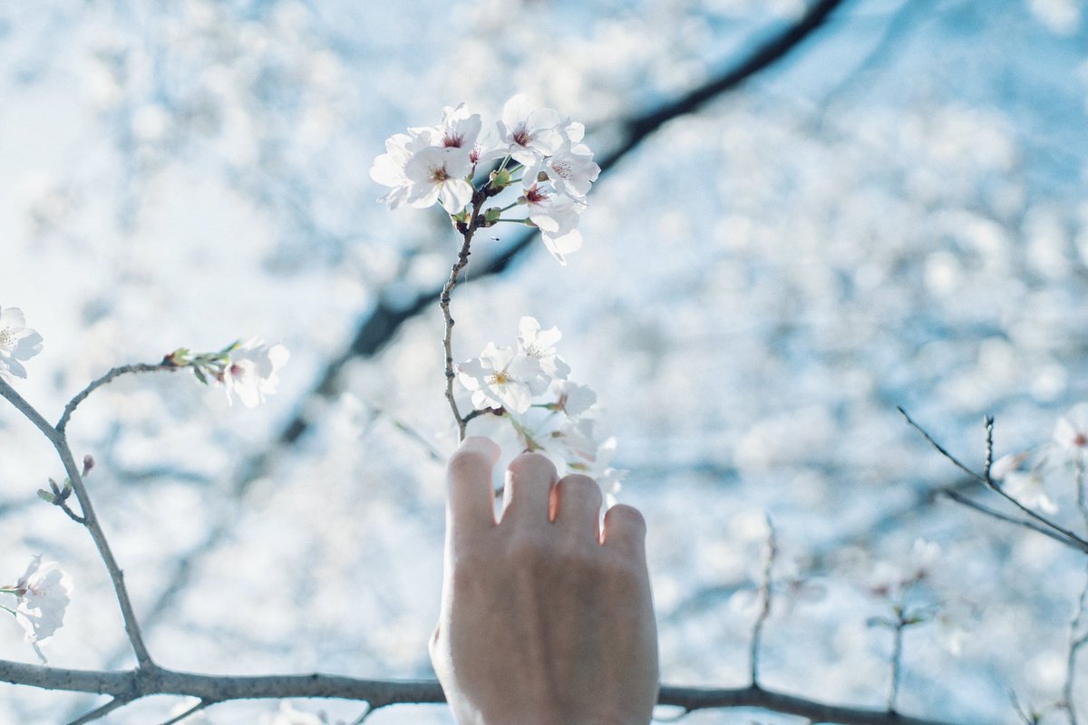 夢ならば、覚めないで

#fujifilm #photography #オールドレンズ
#ファインダー越しのわたしの世界 #桜