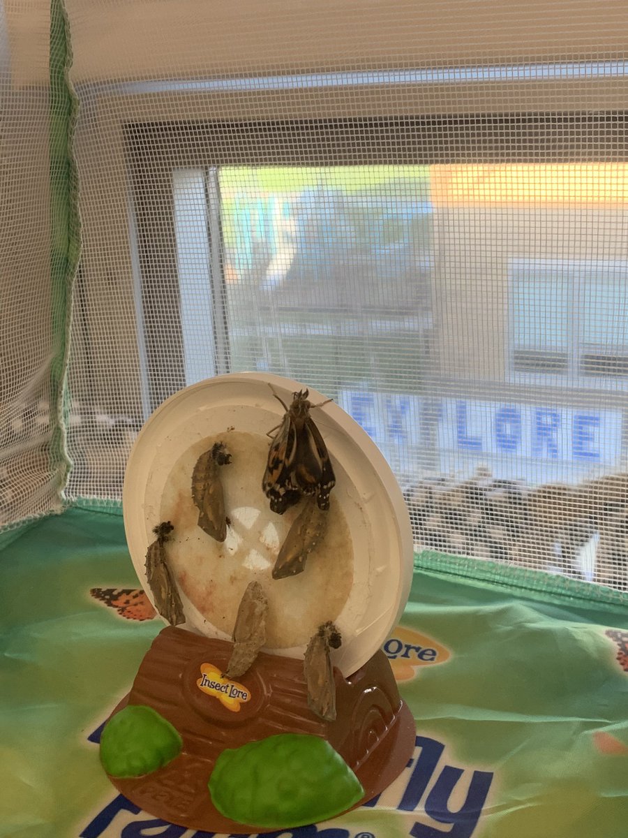 Mrs. Westcott’s second grade class would like to introduce our newest family member!! Still waiting on our other four butterflies!! #theyaresoexcited #bringingsciencetolife