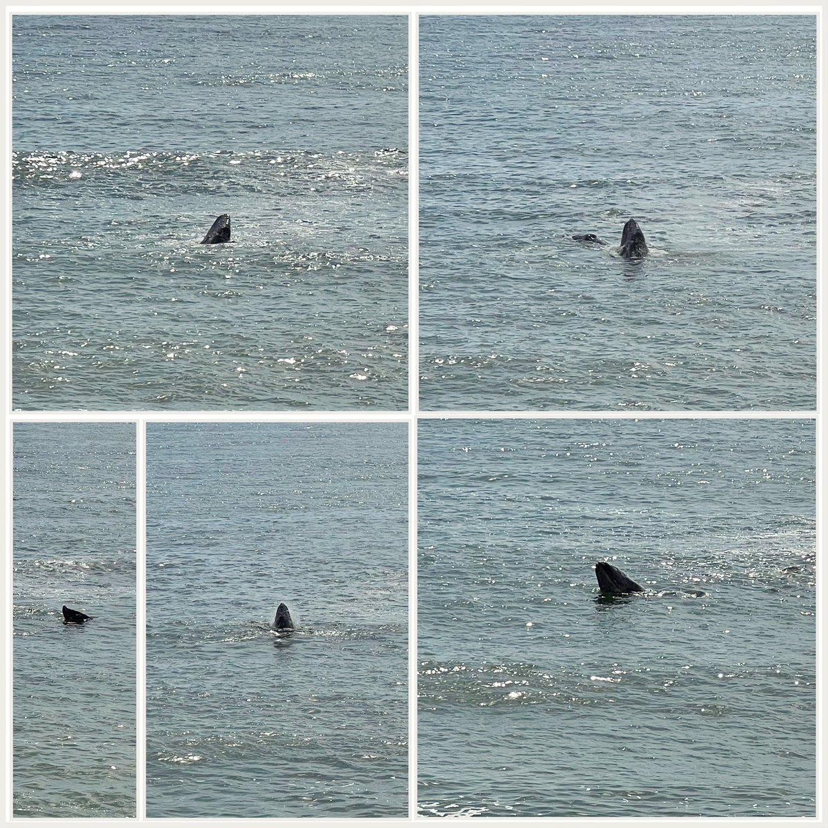 Expert cetologists, can you tell me what type of sea creature we saw off Point Dume today? My kids are having a huge fight over whether it was an orca or a whale