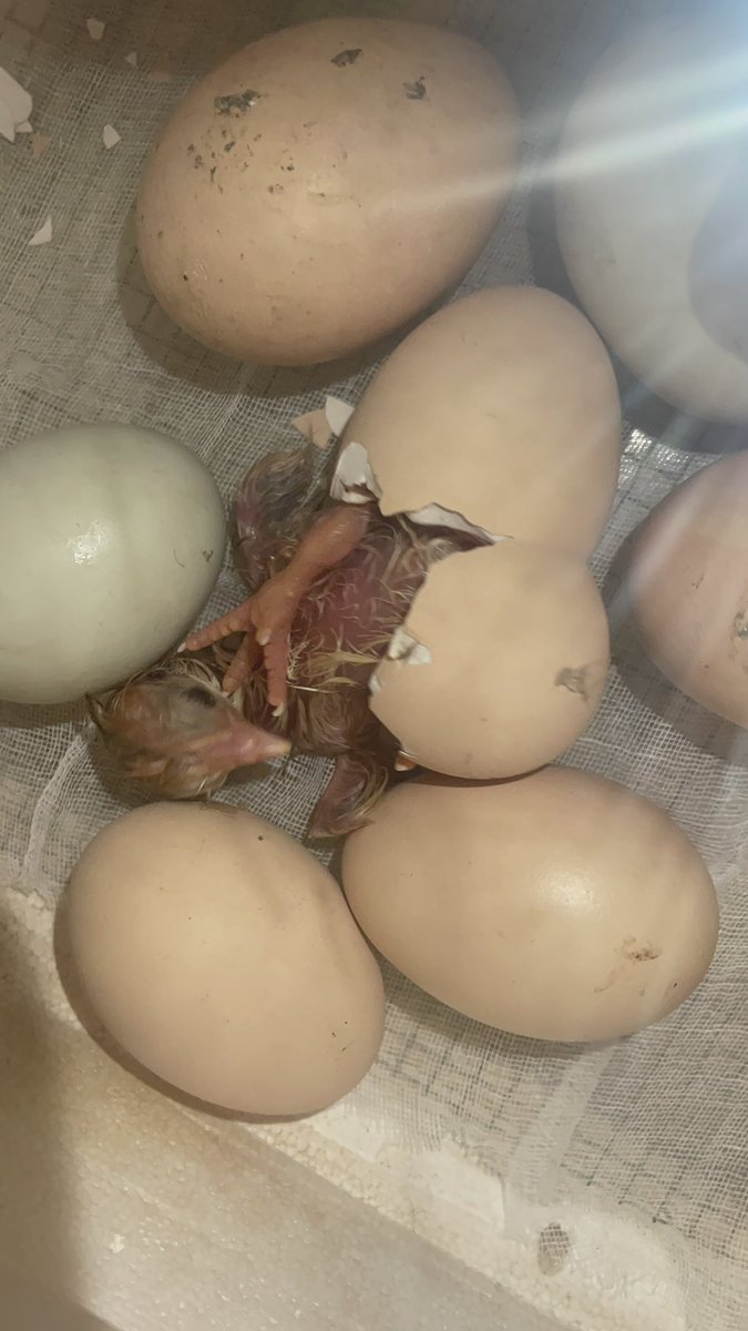 Hey little guy 🐣 It’s hatching time!! ❤️ #pinkstonpals #science #iteachkinder #kindergarten #chickens