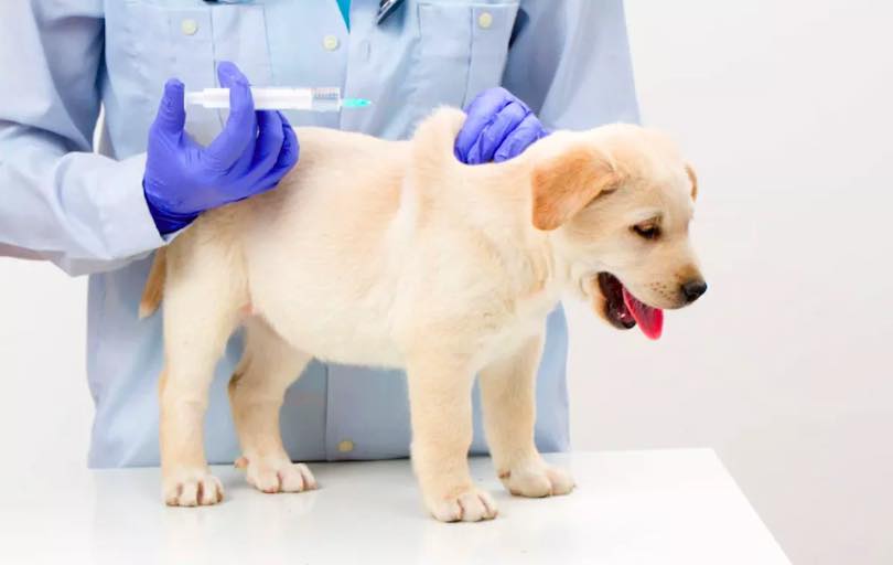 Evcil hayvanlarda aşılamanın önemi: Evcil hayvan sahipleri, veteriner hekimleri ile anlaşarak hayvanlarının ihtiyaçlarına uygun aşı takvimini belirlemelidirler. ayvalikpetshop.com/evcil-hayvanla…