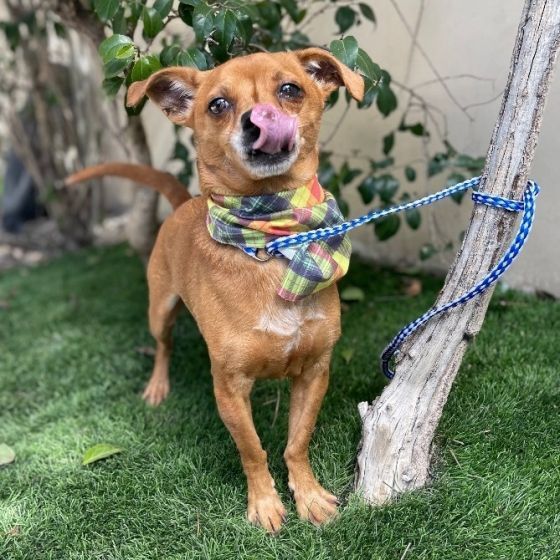 Bill Stands With Ukraine 🇺🇦 on Twitter "RT LADogsForYou I'm Max, an