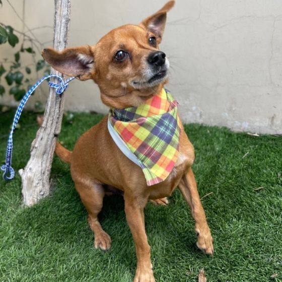 Bill Stands With Ukraine 🇺🇦 on Twitter "RT LADogsForYou I'm Max, an