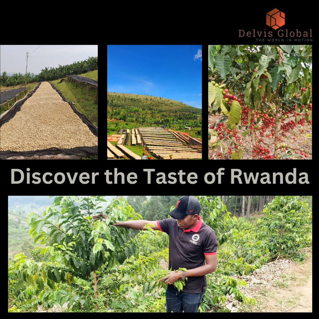 Take a sip of Rwanda's finest coffee and tea with Delvis Global. Our beans are handpicked and roasted to perfection, ensuring that every cup is a treat for your senses. Inquire now at delvisglobal.com and experience the true taste of Rwanda. #DelvisGlobal #RwandaCoffee