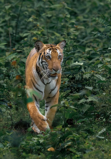_9figures's tweet photo. YOU WOULDN'T BELIEVE THIS ❗️

It's the ferocious Bengal Tiger, Raj❗️

Some say he's the king of the jungle, now they say he is the king of the decentralized #Meme space.

Introducing @DefiTigertoken  the DECENTRALIZED MEME KING.

#DTG #DEFITIGER #BNB https://t.co/tQfFDjgi7j