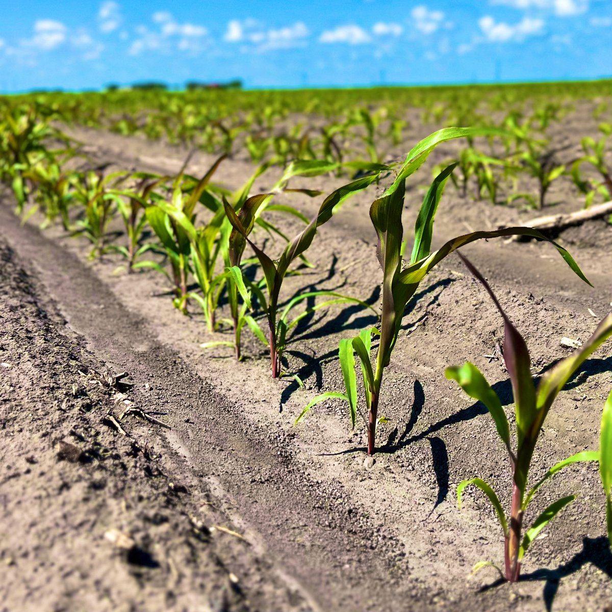Traveling Agronomist tweet media