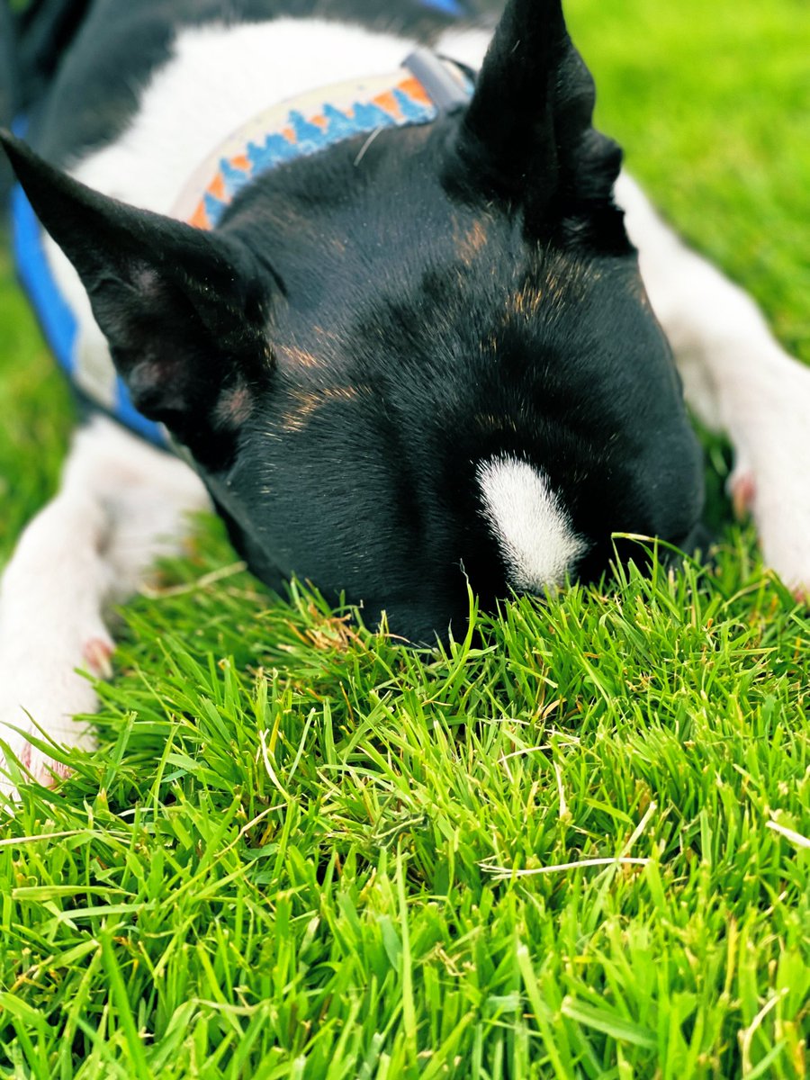 Petstoryworld's tweet photo. Spring is in the air and I’m here for it. 💙🐾🌍 #goodsmells #cantgetenough #rooting https://t.co/ujPfwUeDCP