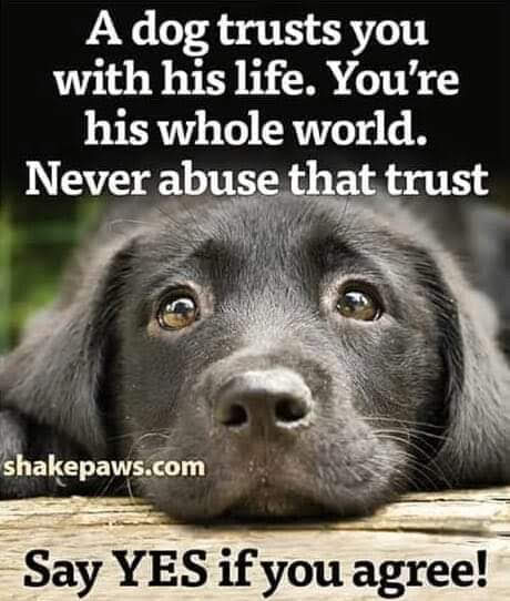 www.petscentral.org tweet media