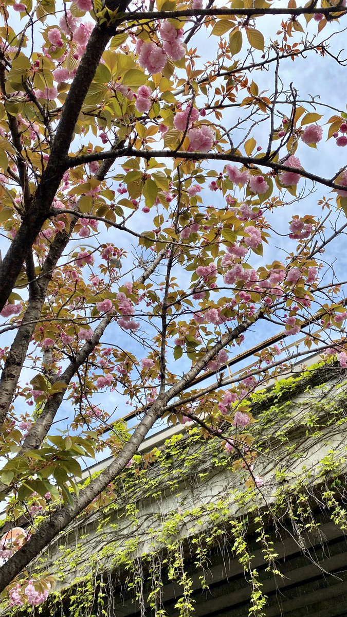 橋下的櫻花，橋上垂下來一排常春藤也美極啦，冬天變成紅色。這條路坡道很多，累得我沒能畫速寫😂

#spring #cherryblossom #flowers #beautiful #joyful #life #春天 #櫻花 #花 #お散歩 #散歩日和 #春 #桜 #お花 #美しい #楽しい