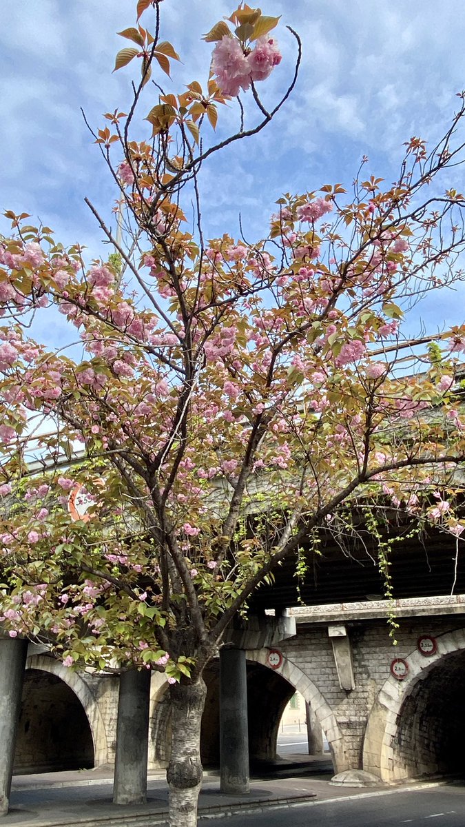 Riko0722's tweet photo. 橋下的櫻花，橋上垂下來一排常春藤也美極啦，冬天變成紅色。這條路坡道很多，累得我沒能畫速寫😂

#spring #cherryblossom #flowers #beautiful #joyful #life #春天 #櫻花 #花 #お散歩 #散歩日和 #春 #桜 #お花 #美しい #楽しい https://t.co/suiaG7MxOs