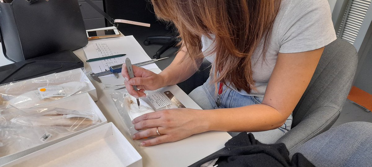 DonlonErica's tweet photo. Its so amazing to have museum collections with a large range of historic samples just waiting to be analysed
Here, I am sampling a tiny bit of #GiantAustralianCuttlefish #cuttlebone to analyse for #StableIsotopes
Thanks to @SAMuseum for allowing me access to their collection😊 https://t.co/Q8ntrXEdug