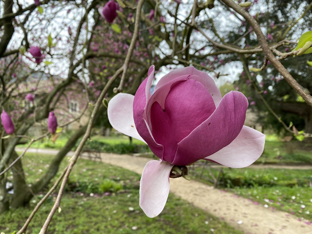 SandySkon's tweet photo. @wantedinrome Same garden, exactly one week ago.  Absolutely lovely. https://t.co/NUGkW0wp7J