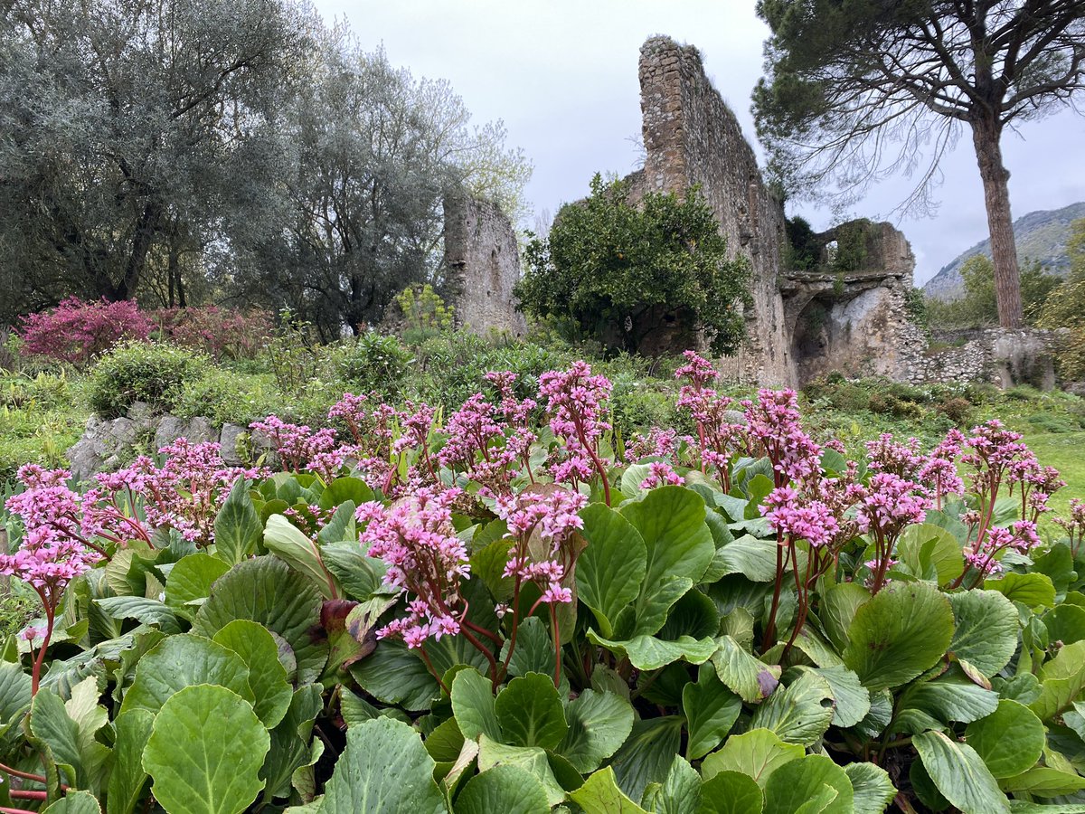 SandySkon's tweet photo. @wantedinrome Same garden, exactly one week ago.  Absolutely lovely. https://t.co/NUGkW0wp7J