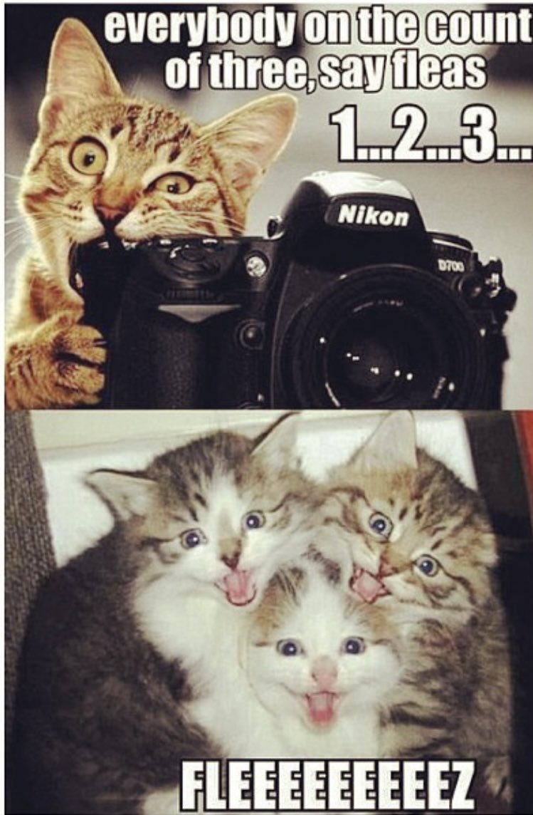 dcd728's tweet photo. When you’re not sure if #kitty taking #pics or trying to eat #camera #fleez #Fridayfun https://t.co/q0H5MsyGS1