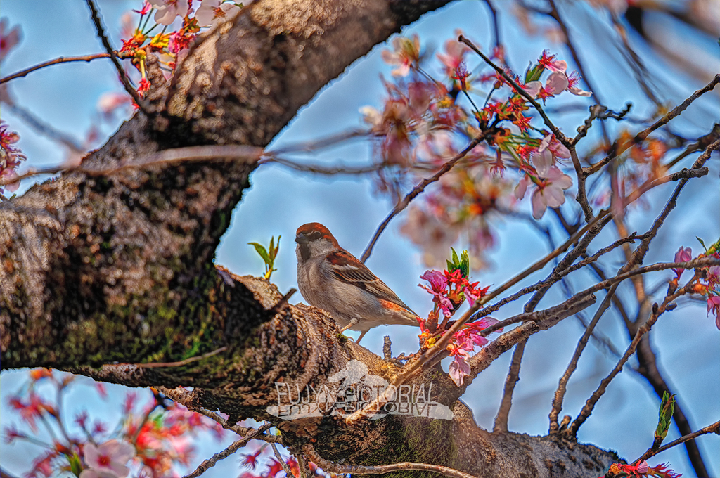 fujyn234's tweet photo. https://t.co/ctVPwlr3wZ
#birds #birdstagram #sparrow #spring #春 #ニュウナイスズメ #lumix #hdr #hdrimage #hdrphoto https://t.co/VNMK34y9Ik https://t.co/QUJWgLet1B