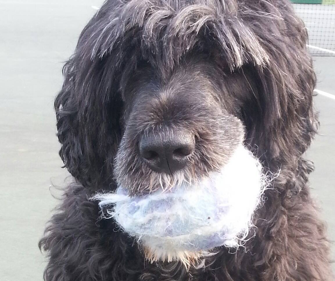 thepwds's tweet photo. Best went to the Rainbow Bridge in February peacefully in his sleep. 
He was truly the Best. Beyond his accomplishments, he touched the lives of so many kids in our therapy visits. 
Safe harbor, old friend. https://t.co/M5T4cC8Fkw