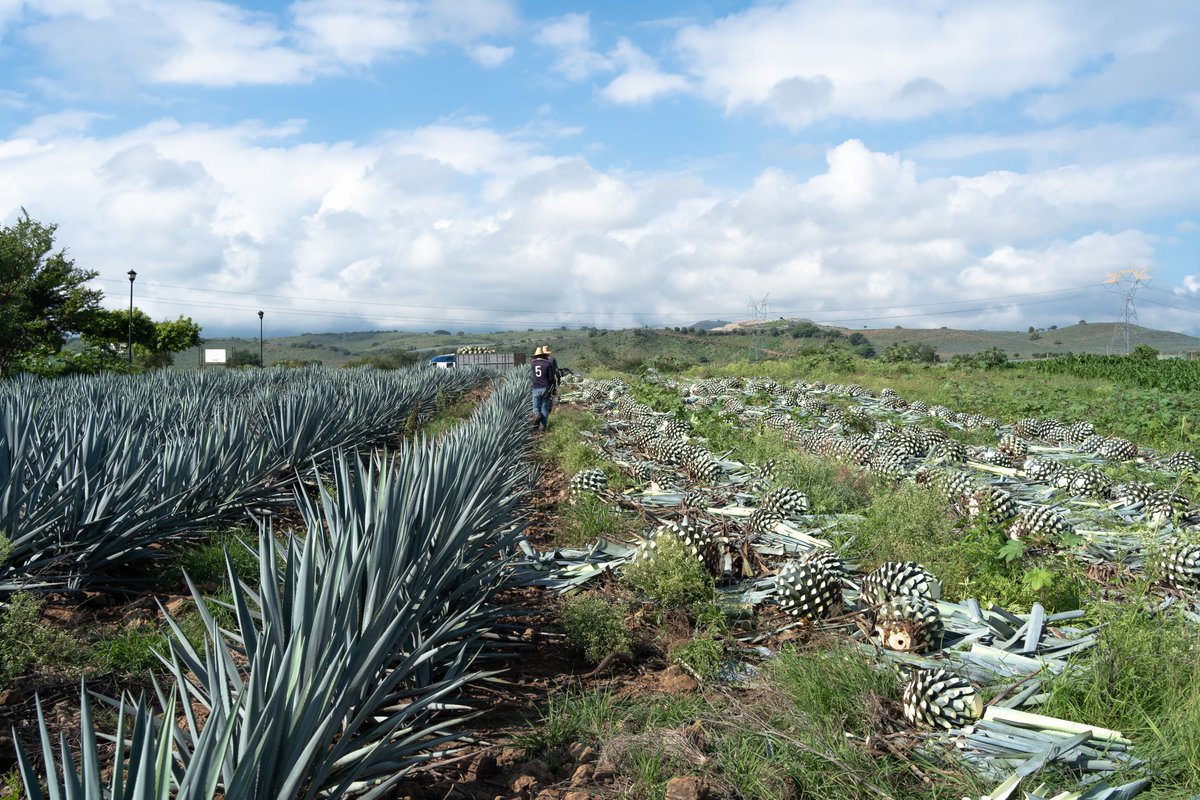 CCA_Espanol's tweet photo. ⚖️@CECweb recibió nueva petición #ProcesoSEM donde se asevera q’ México no está aplicando de manera efectiva sus leyes ambientales para proteger la #calidad del agua de los efectos de la prod. de tequila y el cultivo de agave en #Jalisco, México 🇲🇽
Lee +👉https://t.co/BwTRy2Encv https://t.co/CEhNoQQ6AF