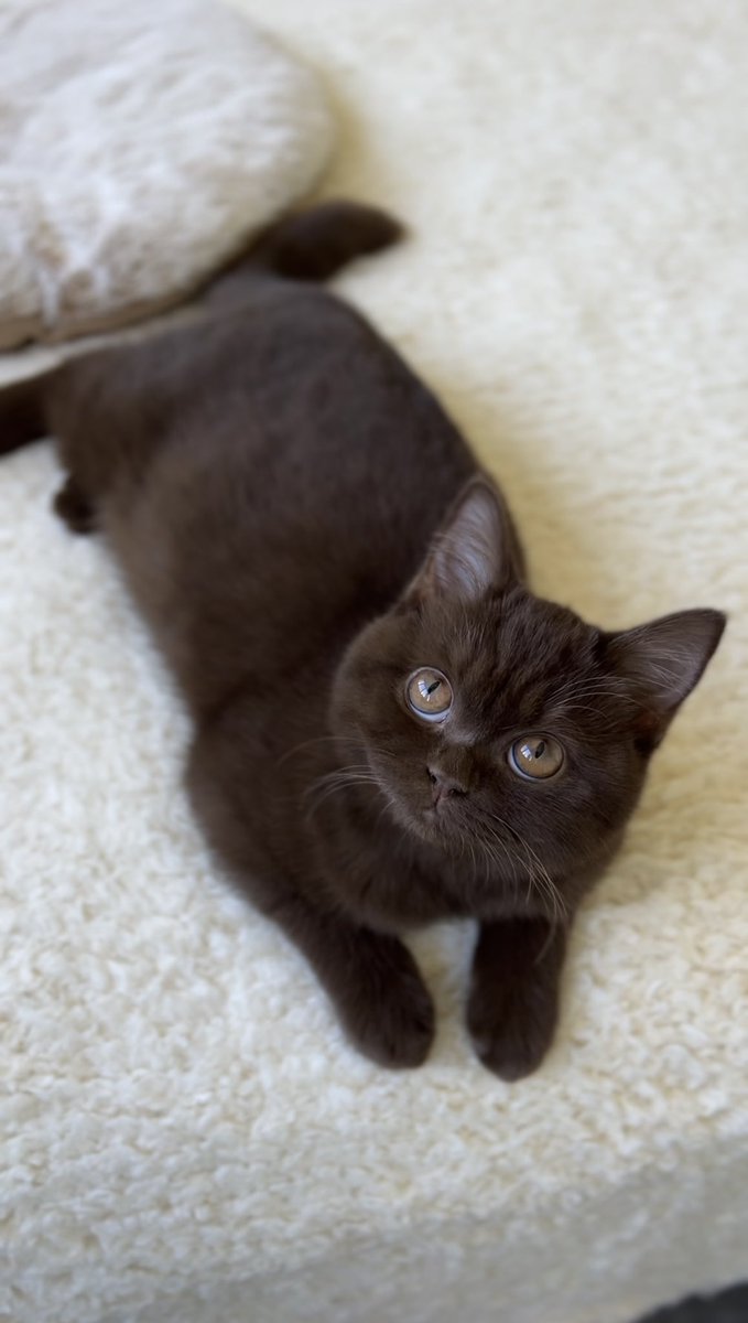 I’m 5 months old! 🥹
-Pudding 🤎
#britishshorthair #browncat #cat