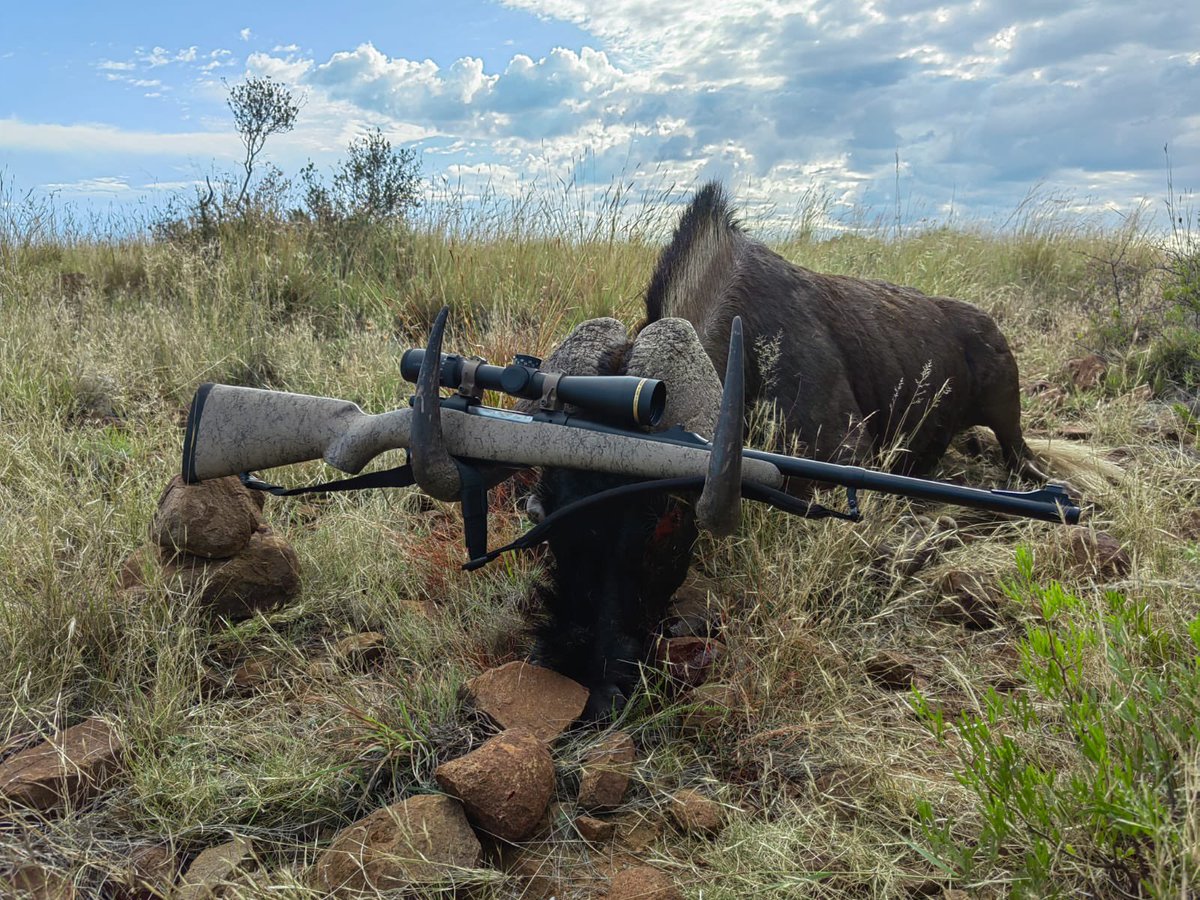 Black and Blue Wildebeest..#otterskloof #wildebeest ⁣
.⁣
.⁣
.⁣
.⁣
.⁣
#huntingseason #huntingphotography #huntingbuddy #deerhunting #hunt #huntingdog #whatgetsyououtdoors #huntinggear #huntress #hunter #hunting #huntinglife #huntingworldwide #huntingday #huntingphoto