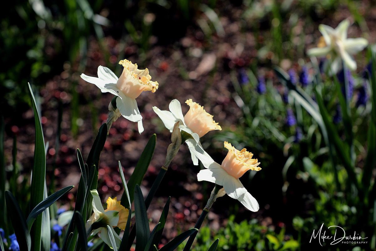 MikeDurbinPhoto's tweet photo. I took a walk through Foster Park today. Lots of daffodils and a few tulips in bloom. Love this season of renewal.
#fortwayne #fosterpark #flowers https://t.co/7Zv6jHV6Z2