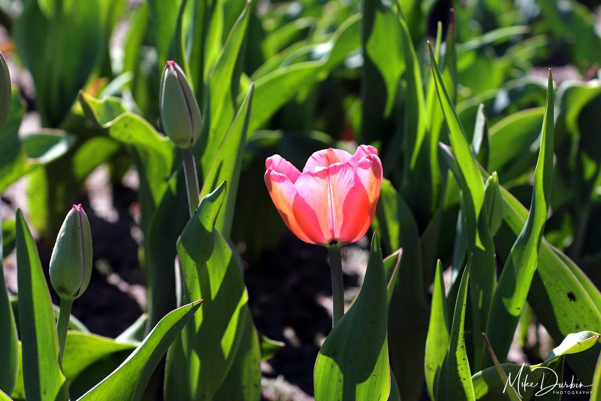 MikeDurbinPhoto's tweet photo. I took a walk through Foster Park today. Lots of daffodils and a few tulips in bloom. Love this season of renewal.
#fortwayne #fosterpark #flowers https://t.co/7Zv6jHV6Z2