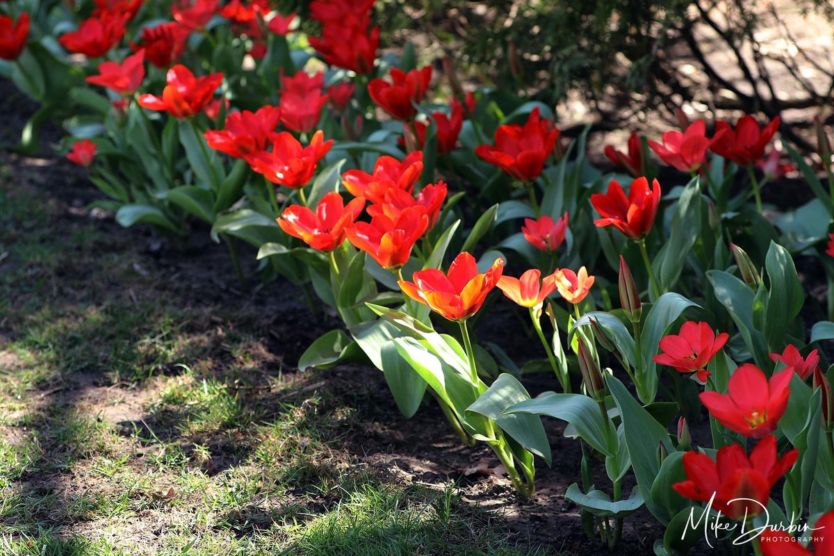 MikeDurbinPhoto's tweet photo. I took a walk through Foster Park today. Lots of daffodils and a few tulips in bloom. Love this season of renewal.
#fortwayne #fosterpark #flowers https://t.co/7Zv6jHV6Z2