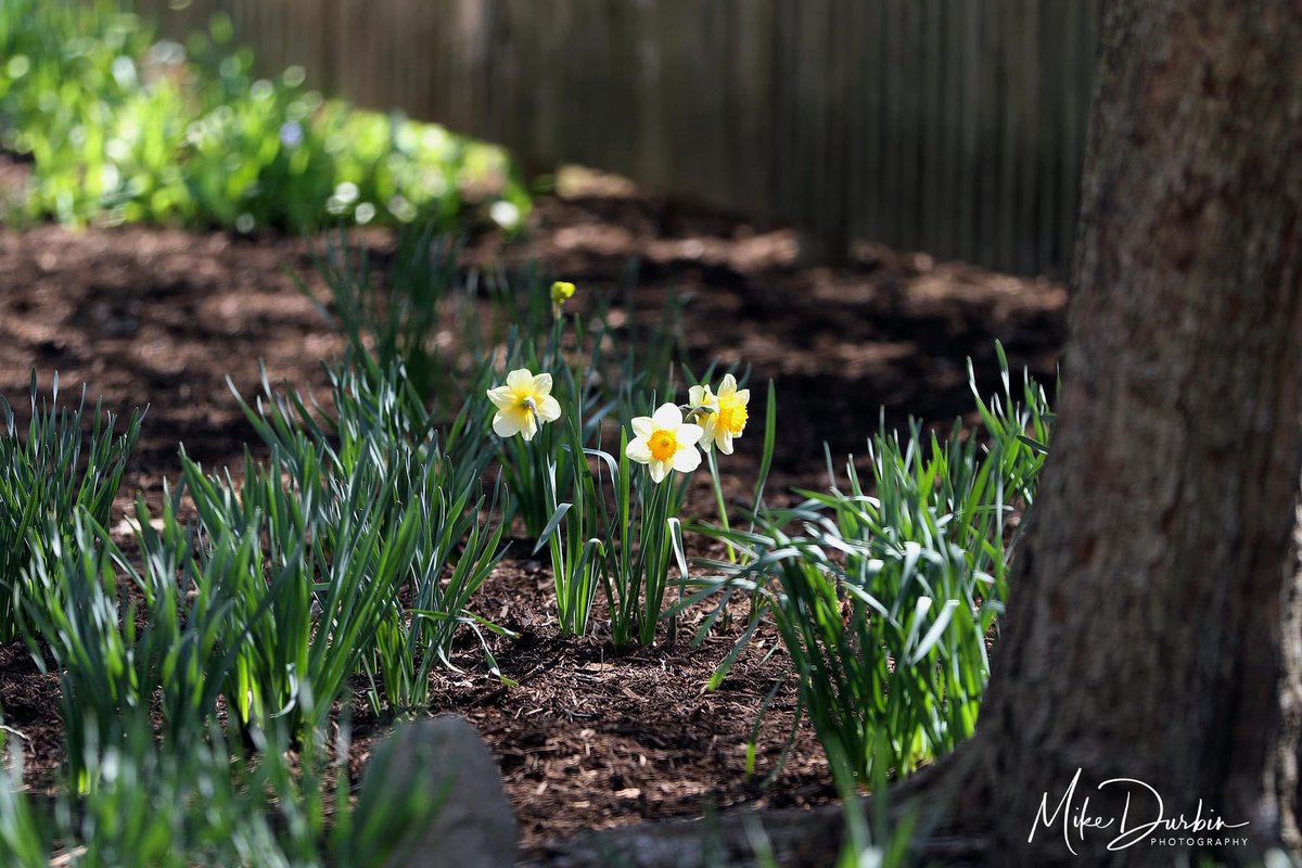 MikeDurbinPhoto's tweet photo. I took a walk through Foster Park today. Lots of daffodils and a few tulips in bloom. Love this season of renewal.
#fortwayne #fosterpark #flowers https://t.co/7Zv6jHV6Z2
