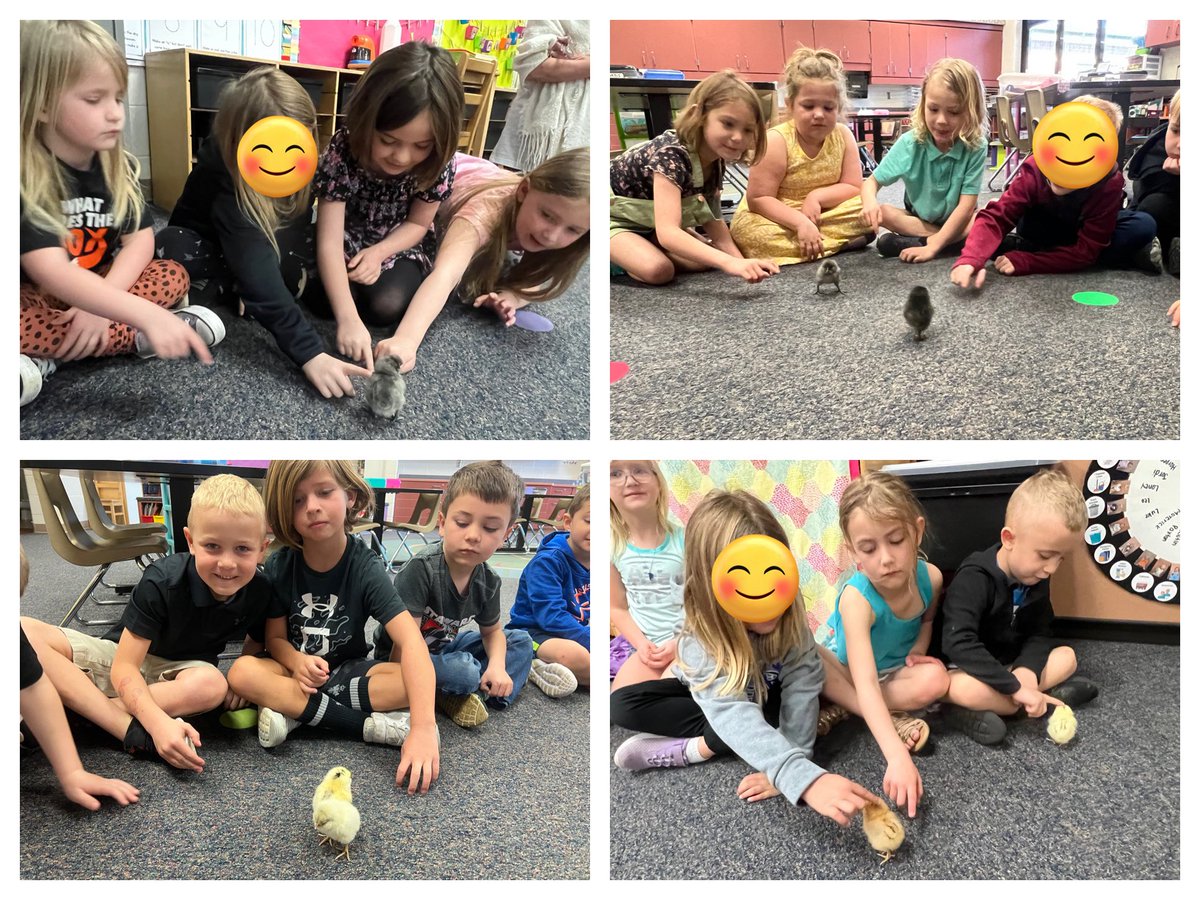 hartmankinder's tweet photo. Talk about an egg-citing week!! Kindergarten had 14 chicks hatch! 🐣 https://t.co/1BzNwh93hd